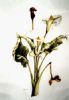"Arum Lily"