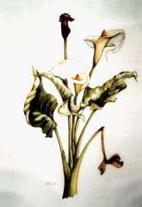 "Arum Lily"