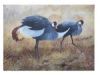 "Crowned Cranes"