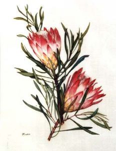 "Sugar Bush Protea"