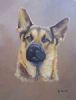 "484 German Shepherd"