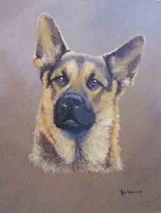 "484 German Shepherd"