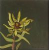 "Fynbos 21, Oilbract Canebush"