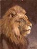 "Lion Head"