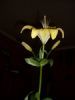 "Lily"