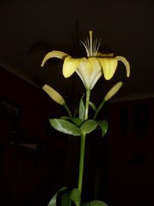 "Lily"