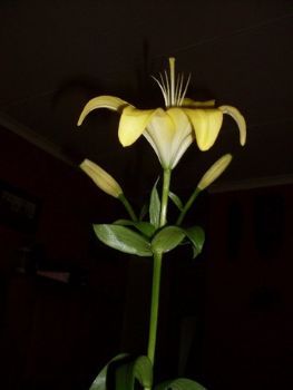 "Lily"
