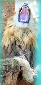 "The African Lion 2"