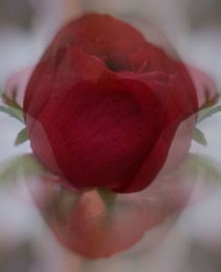 "The Rose"