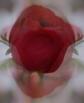 "The Rose"