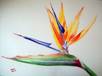 "Strelitzia"