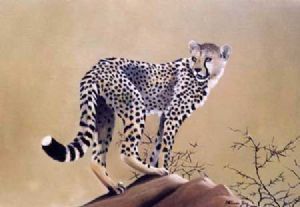 "Cheetah on the Lookout"