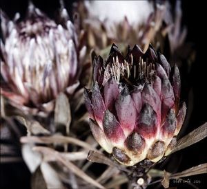 "Protea 1"