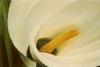 "Lily II"
