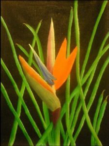 "Strelitzia"