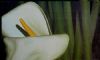 "Lily III"