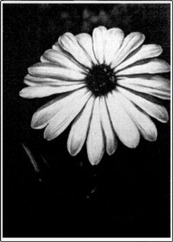 "African Daisy"