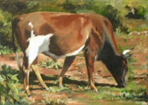 "Nguni 12"