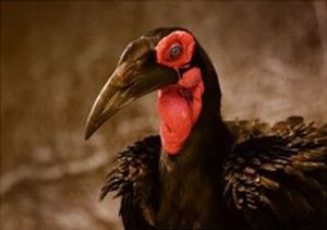 "Ground Hornbill"