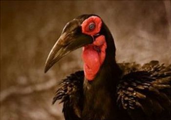 "Ground Hornbill"