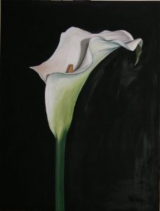 "Arum lily"