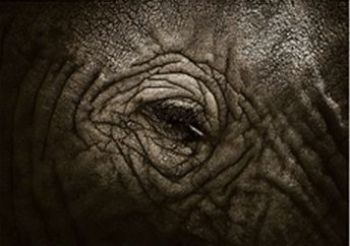 "Elephant Eye"