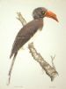 "Crowned Hornbill"