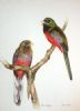 "Nerina Trogons"