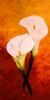 "Arum Lilies 3"