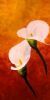 "Arum Lilies 4"