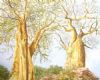 "The Ngala and Boabab tree"