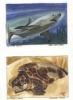 "Endangered Sealife 4 Paintings Set"