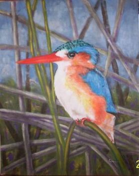 "Malachite Kingfisher"