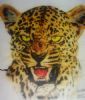 "Leopard"