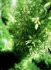 "Green Wonder"