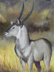 "Waterbuck"