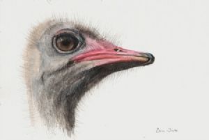 "A Bird with Attitude II"