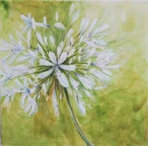 "Agapanthus White"