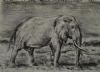 "Lapalala Elephant"