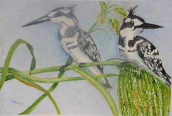 "Pied Kingfishers"