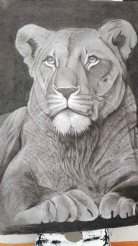 "Lion"