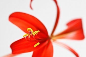 "Lily"