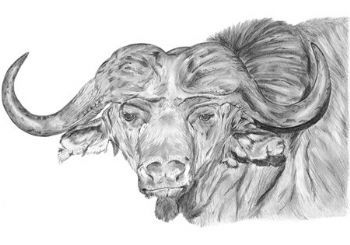 "Buffalo Stare"