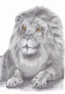 "Lion Pause"