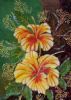 "Hybiscus in My Garden"
