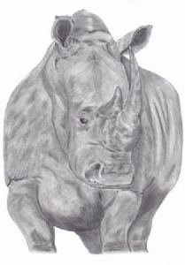 "Rhino Big Boy"