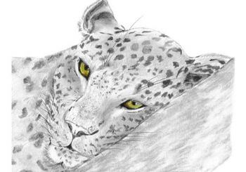 "Lazy Leopard"