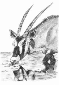 "Oryx Reflection"