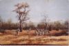 "Zebras in Bushveld"