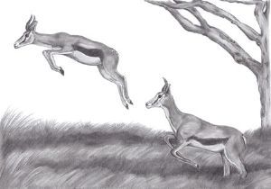 "Springbok Leap"